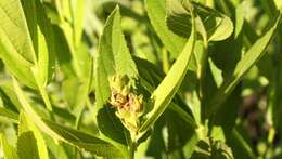 Image of Acalypha punctata Meisn. ex C. Krauss