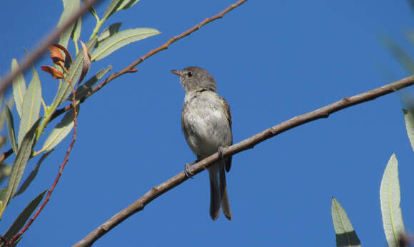 Vireo bellii pusillus Coues 1866 resmi