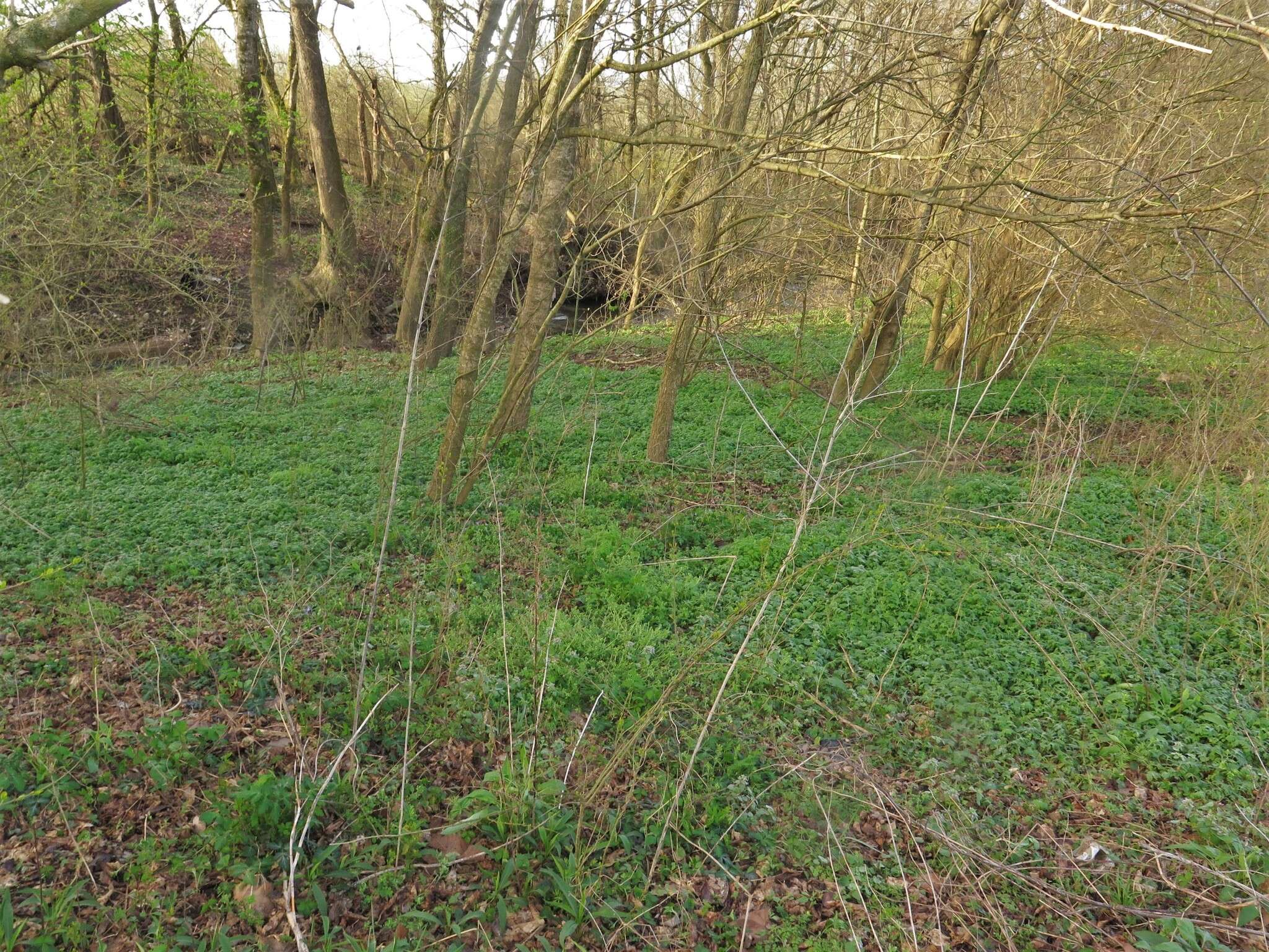 Image of Brown's waterleaf