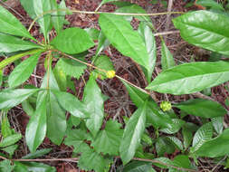 Image de Morinda royoc L.