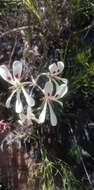 Image of Pelargonium pinnatum (L.) L'Her.