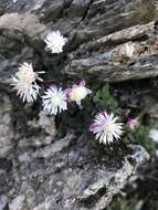 Image of Thalictrum rubescens Ohwi