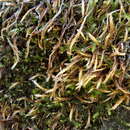 Image of intricate orthothecium moss
