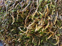 Image of intricate orthothecium moss