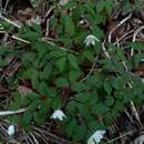 Image of Anemone pittonii Glowacki