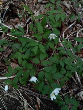 Plancia ëd Anemone pittonii Glowacki