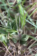 Image of Ceropegia macmasteri A. P. Dold