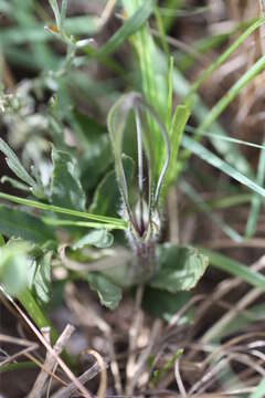 Image of Ceropegia macmasteri A. P. Dold