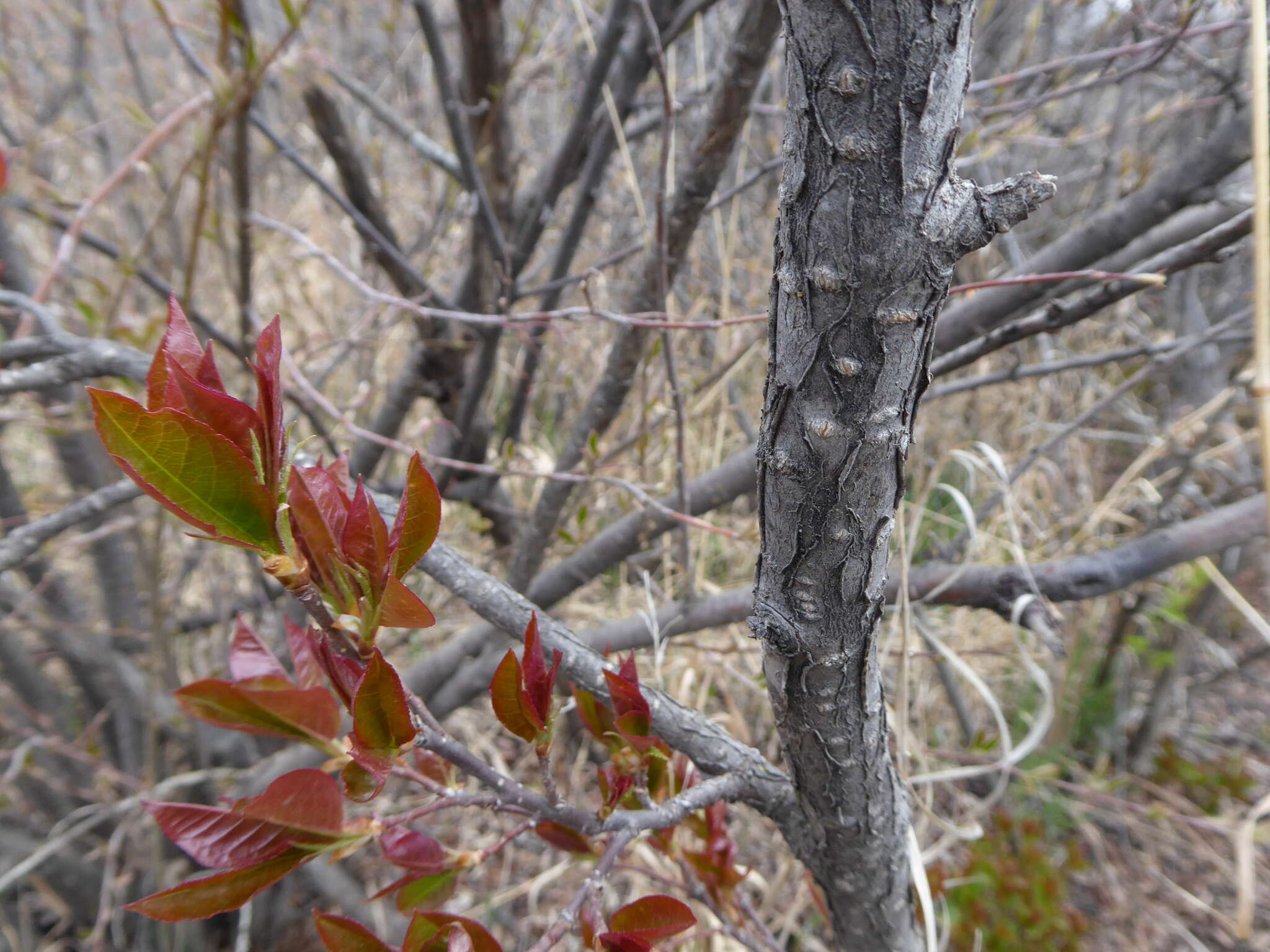 Imagem de Prunus virginiana var. demissa (Nutt.) Torr.