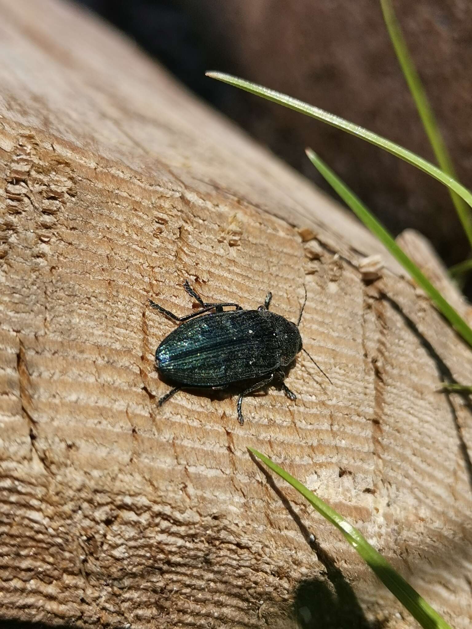 Imagem de Buprestis rustica Linnaeus 1758