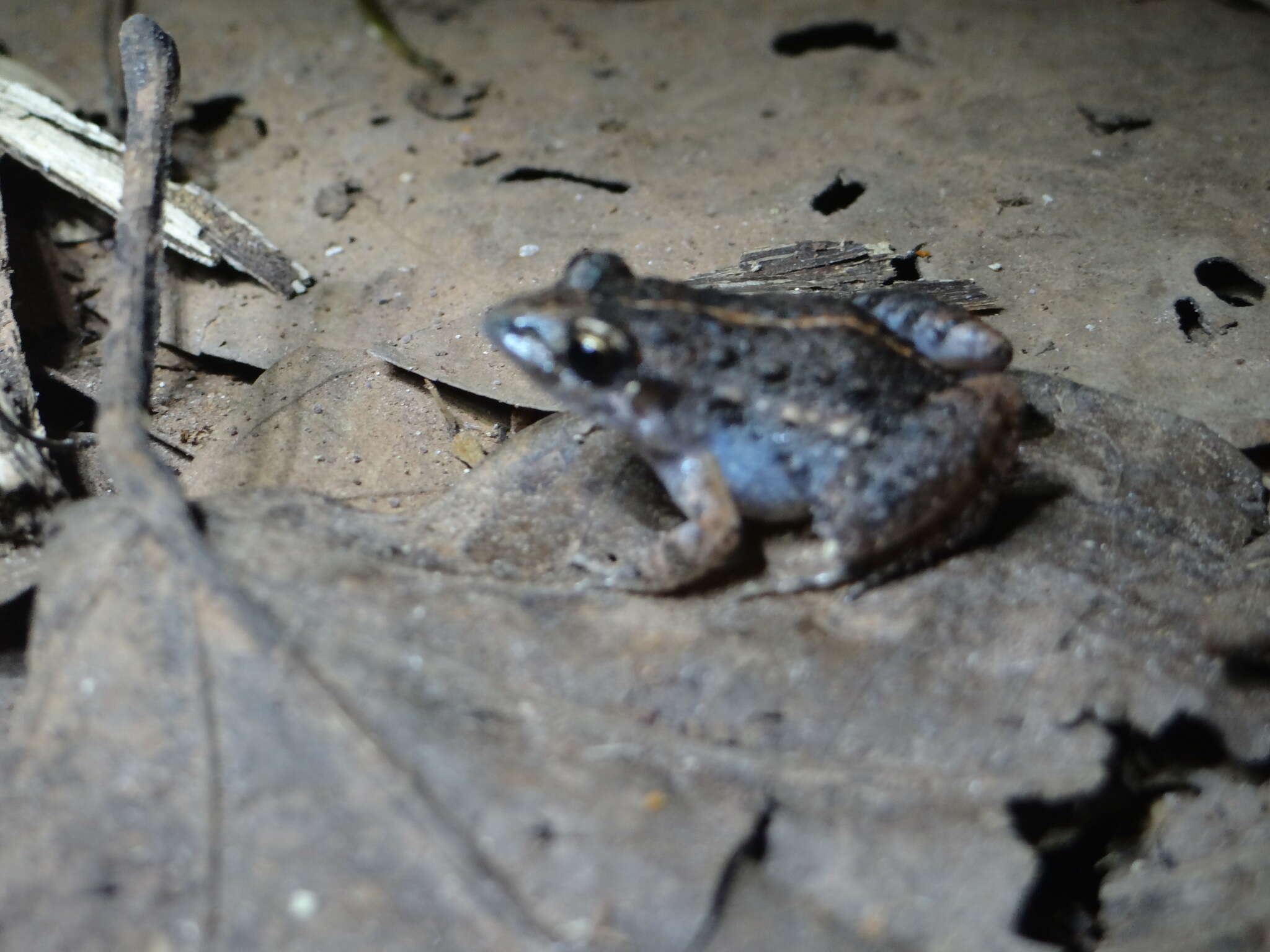 Image de Leptodactylus hylaedactylus