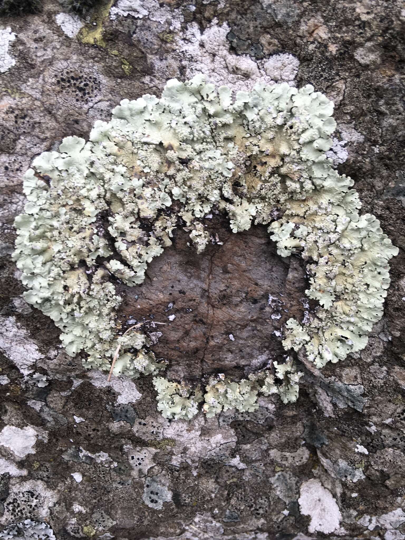 Image of Black stone flower