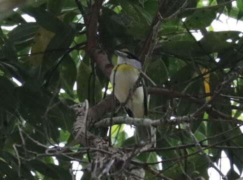 Image of Green-backed Becard