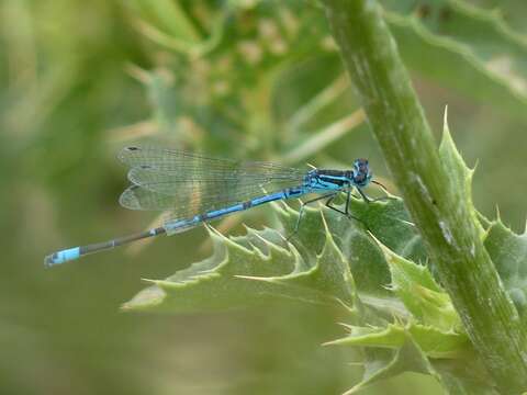 Image of Coenagrion syriacum (Morton 1924)