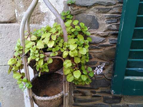 Image de Plectranthus verticillatus (L. fil.) Druce