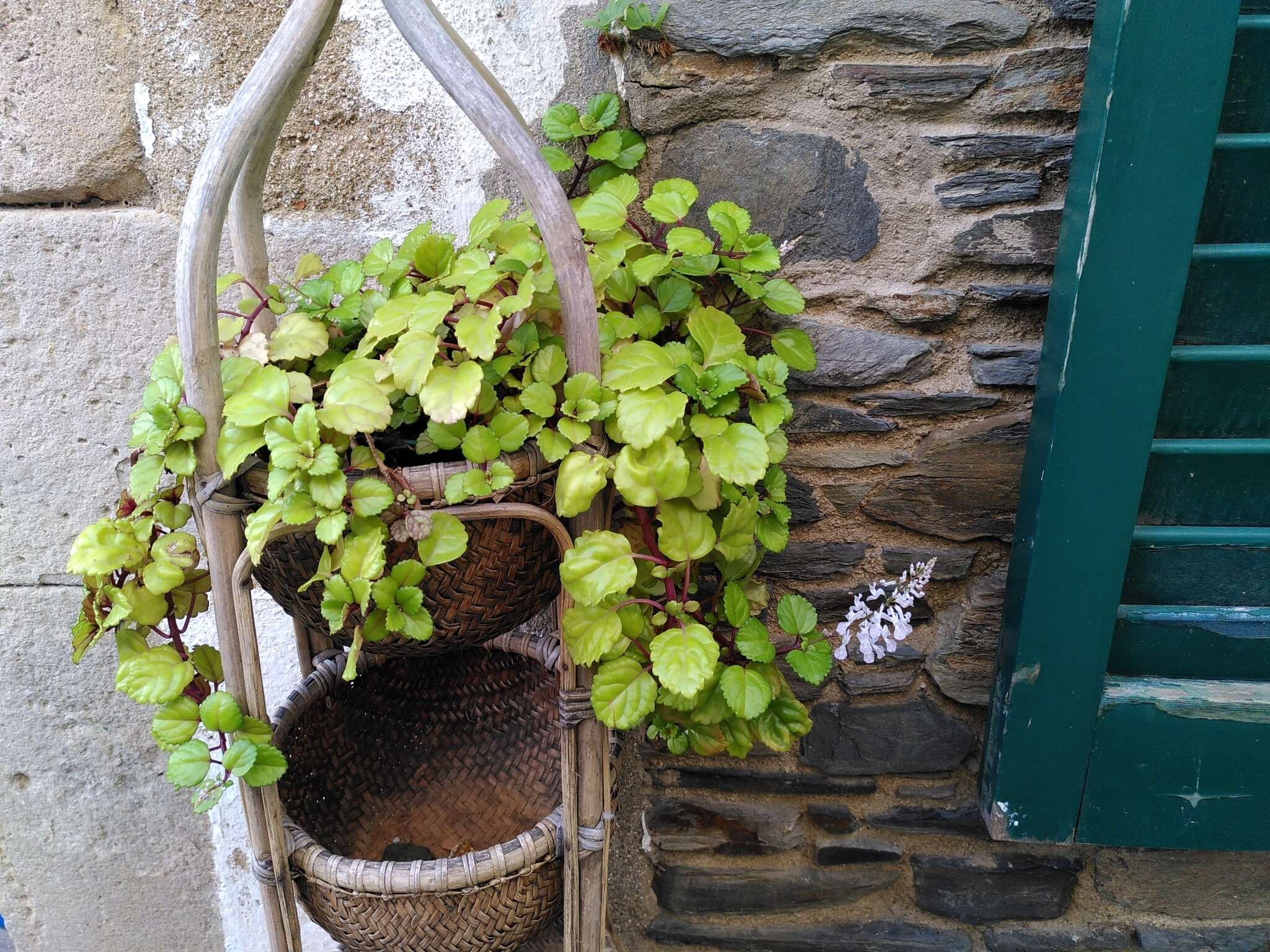 Image of whorled plectranthus