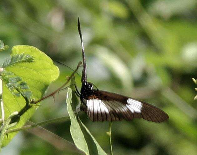 Image of Acraea aganice aganice