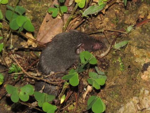 Image of Asian house shrew