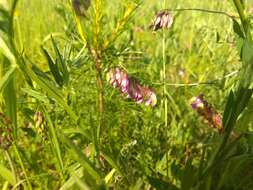 Imagem de Vicia megalotropis Ledeb.