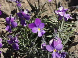 Viola palmensis Webb & Berth. resmi