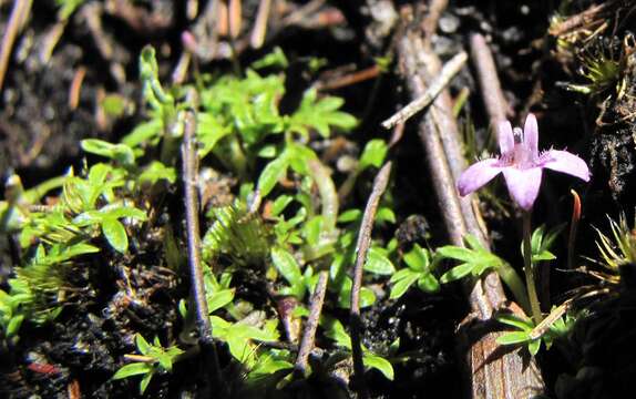 Sivun Lobelia muscoides Cham. kuva