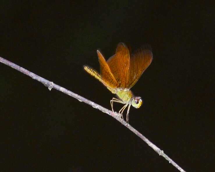 Imagem de Perithemis electra Ris 1930