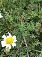 Image of false mayweed