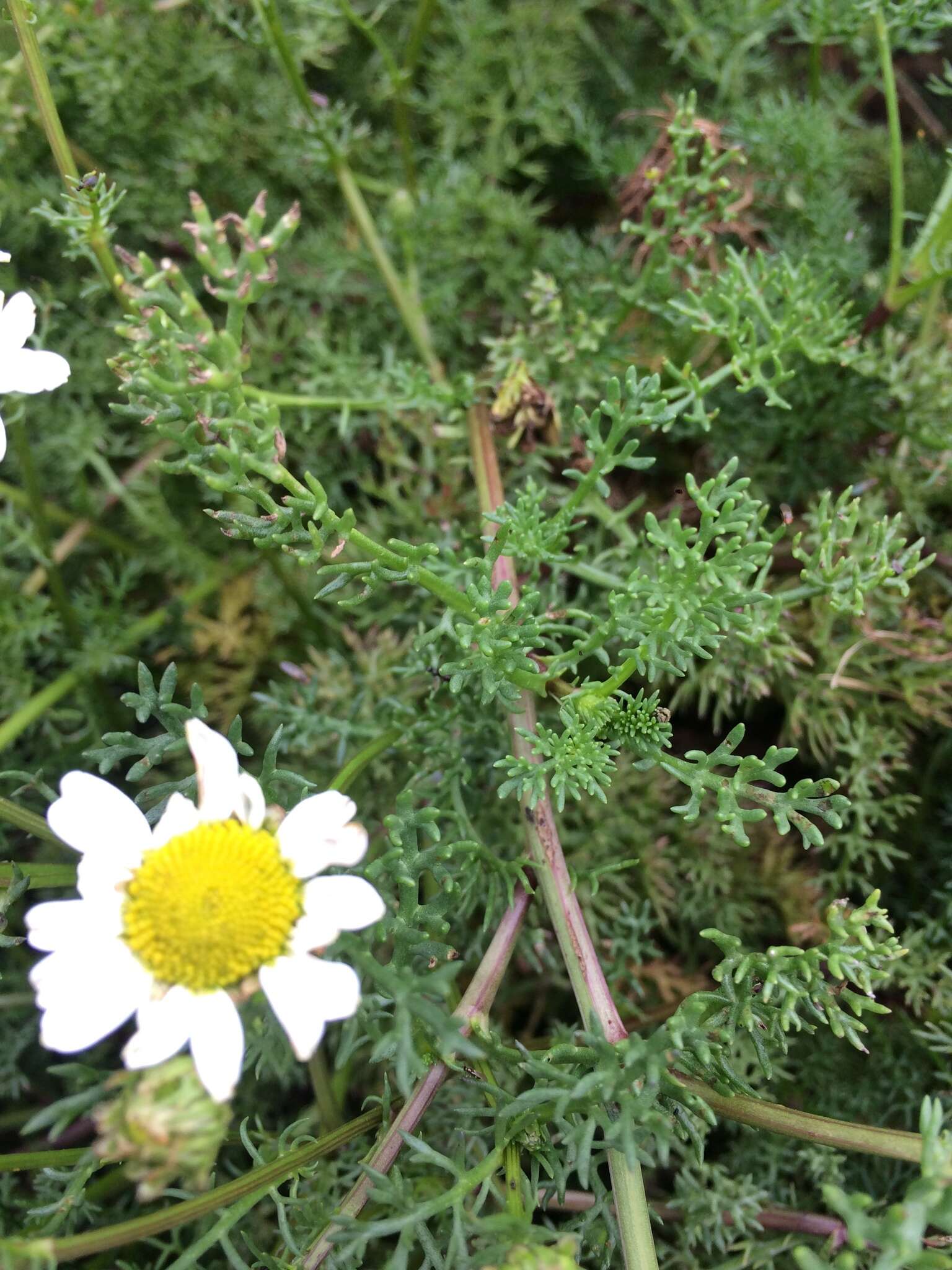 صورة Tripleurospermum maritimum (L.) Koch