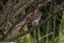 Image of Long-billed Thrasher