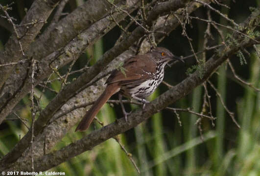 Image of Long-billed Thrasher