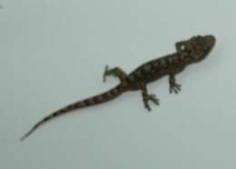 Image of Amatola Rock Gecko