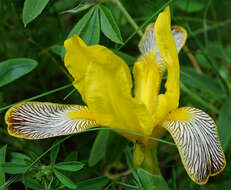 Image of Hungarian iris