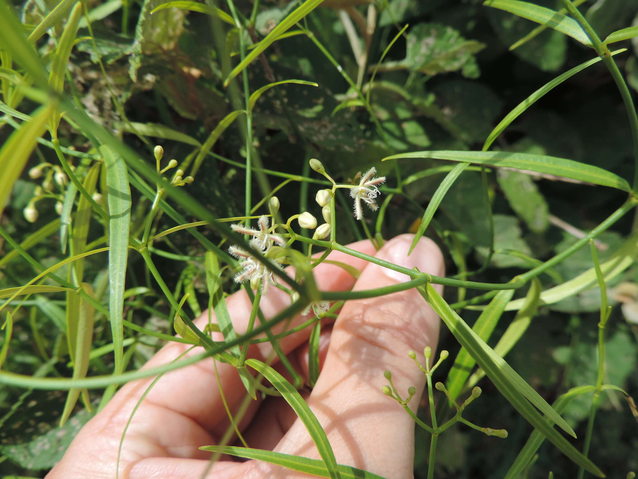 Sivun Periploca linearifolia Dillon & A. Rich. kuva