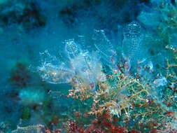 Image of bluestriped light bulb tunicate