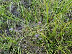 Image of Louisiana vetch