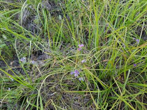 Слика од Vicia ludoviciana subsp. ludoviciana