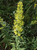 Image of showy goldenrod