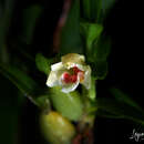 Image of Maxillaria caespitifica Rchb. fil.