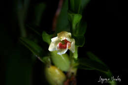 Image of Maxillaria caespitifica Rchb. fil.