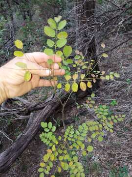 Plancia ëd Amorpha roemeriana Scheele