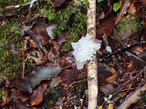 Image of snow fungus