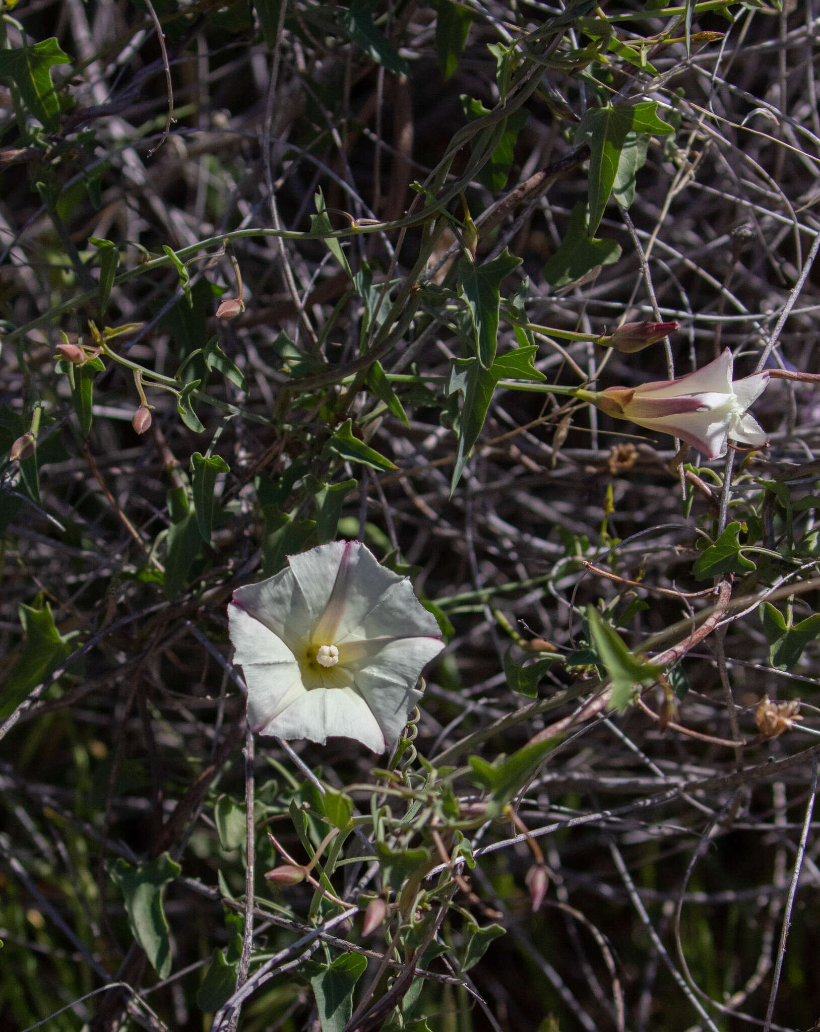 Image of Pacific false bindweed