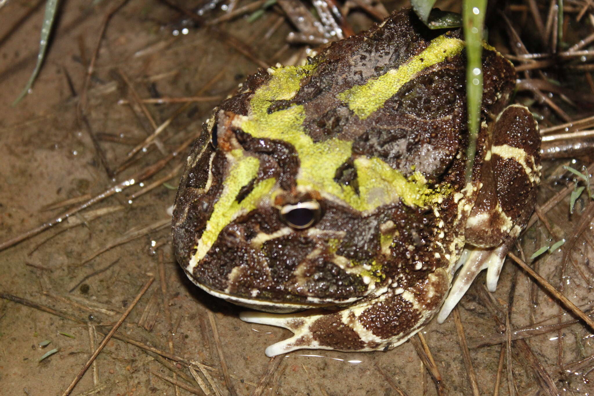 Image of Chacoan Horned Frog