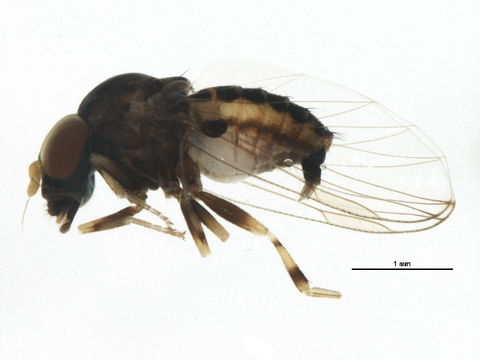 Image of <i>Ironomyia francisi</i> Mc Alpine 2008