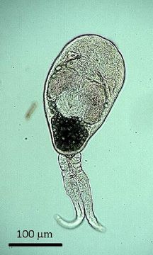Image of Gymnophallidae