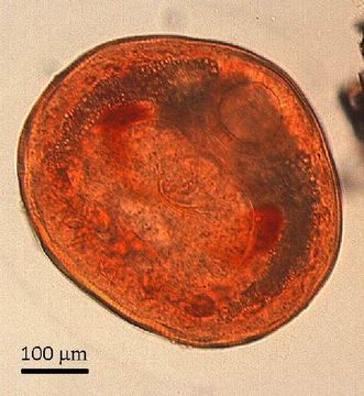 Image of Gymnophallidae