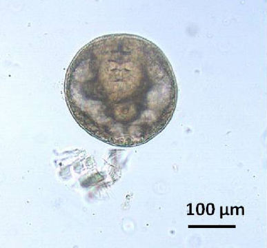 Image of Gymnophallidae