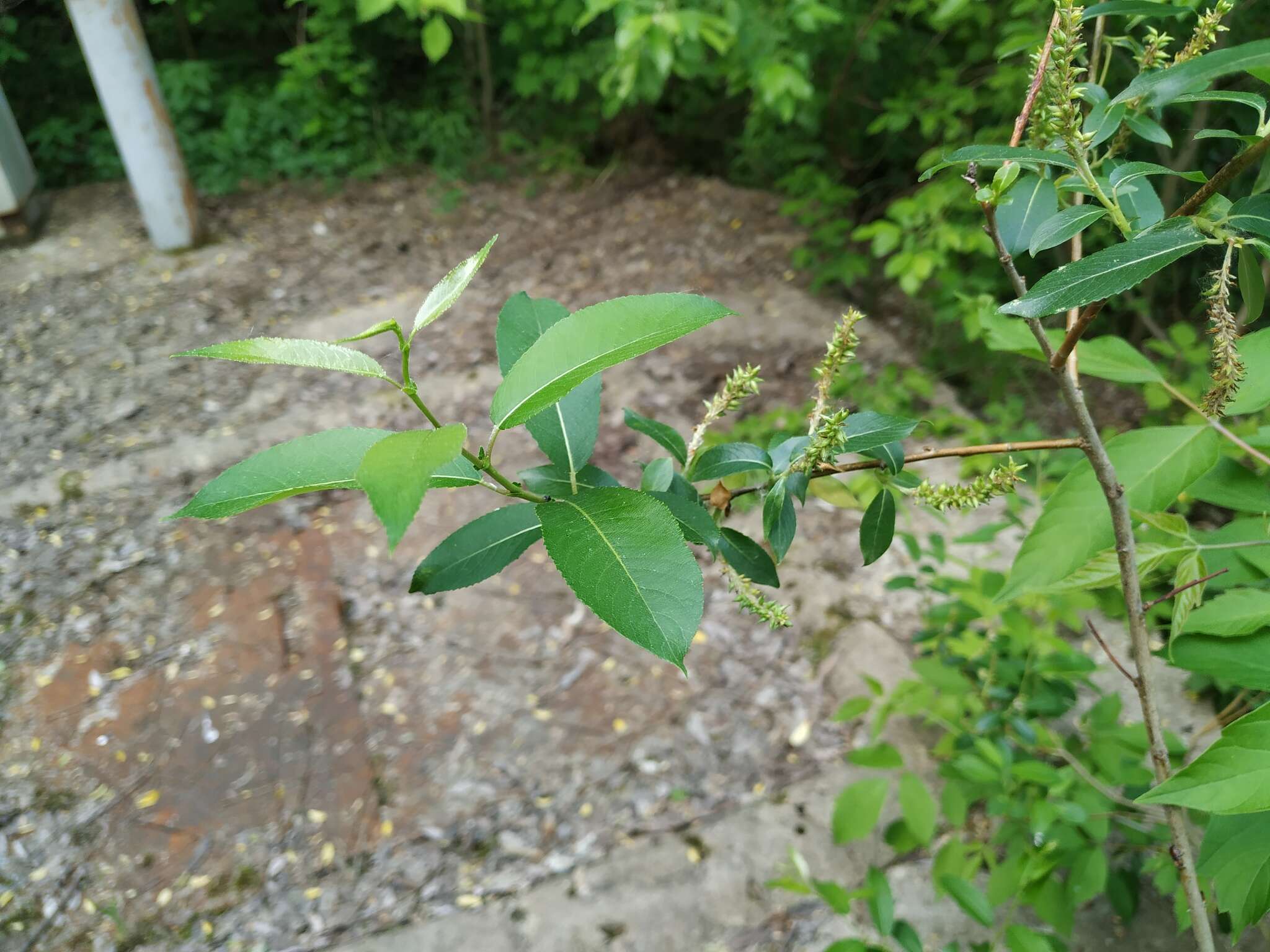 Imagem de Salix triandra L.