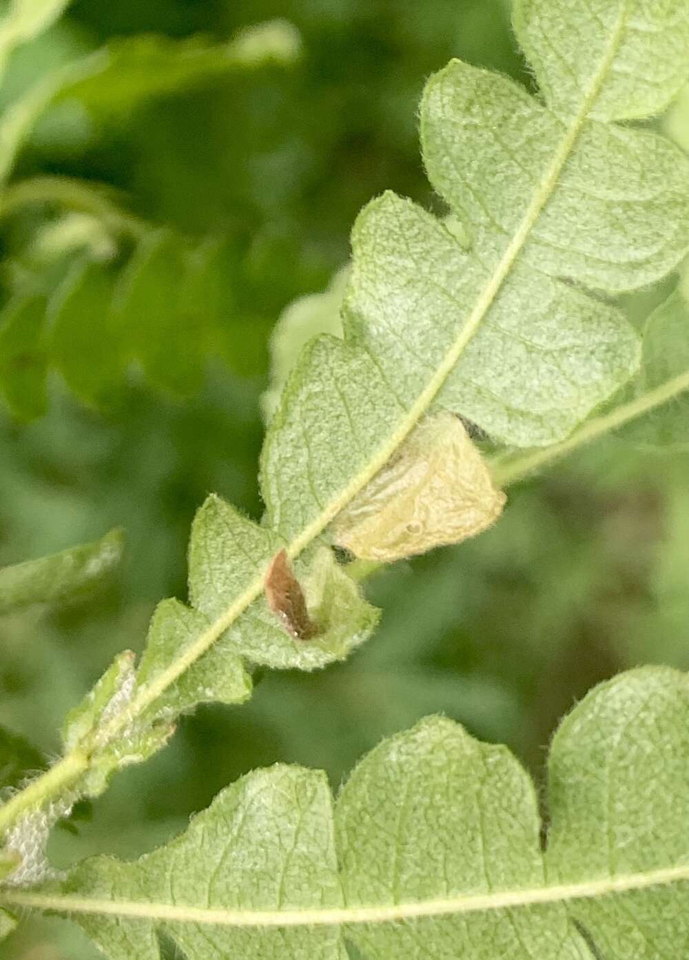 Image of Coleophora comptoniella McDunnough 1926