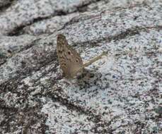 Image of Grey Pansy Butterfly